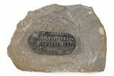 Detailed Austerops Trilobite - Ofaten, Morocco #221204-5